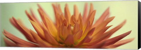 Framed Orange Dahlia Scape Print