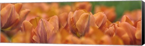 Framed Orange Tulip Scape Print