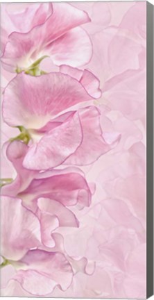 Framed Pink Sweet Peas Print