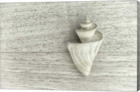 Framed Japanese Wonder Shell Print