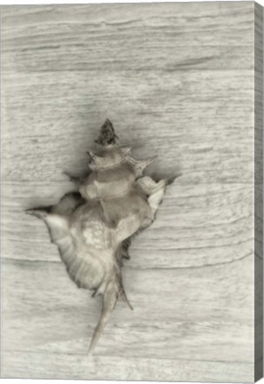 Framed Murex Shell Print