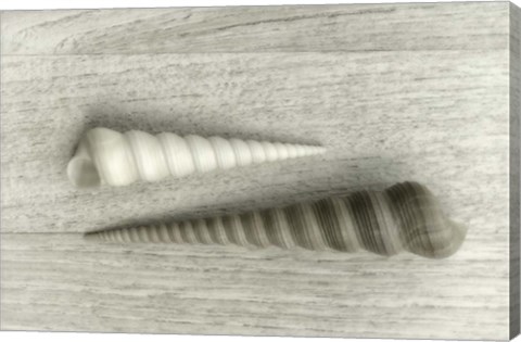 Framed Sea Snail Shells Print