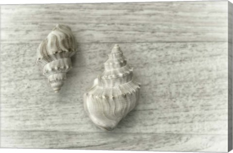 Framed Two Cancellaria Shells Print