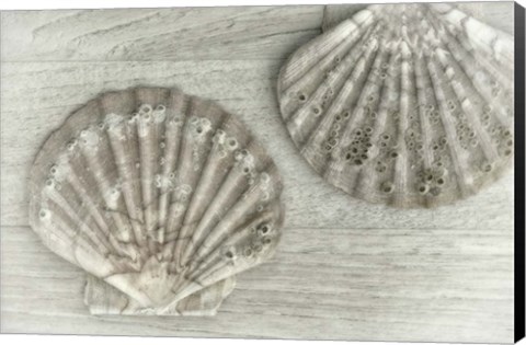 Framed Two King Scallop Shells Print
