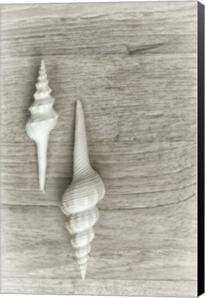 Framed Two White Shells Print
