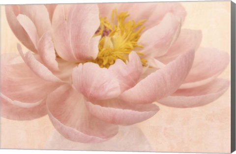 Framed Pink Peony Print