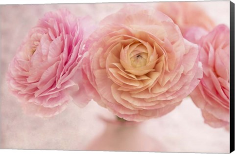 Framed Pink Persian Buttercup Bouquet Print