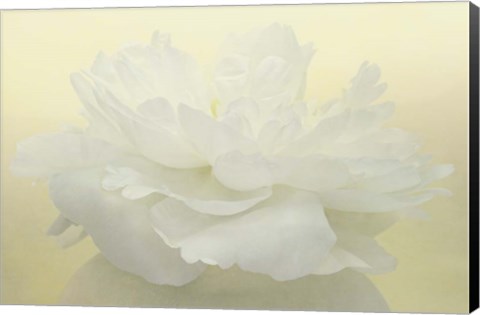 Framed Pure White Peony Print