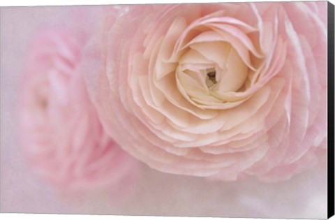 Framed Soft Pink Flower Bouquet Print