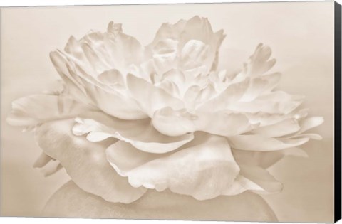 Framed White Peony Print