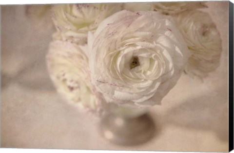 Framed White Persian Buttercup Still Life Print