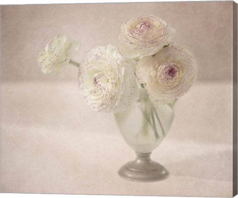 Framed White Persian Buttercups Posy Print