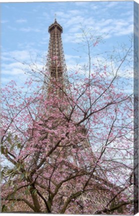 Framed Eiffel Tower with Blossoming Cherry Tree Print