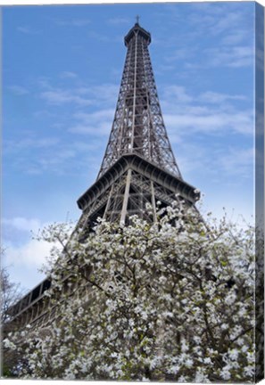 Framed Eiffel Tower with Blossoming Magnolia Print
