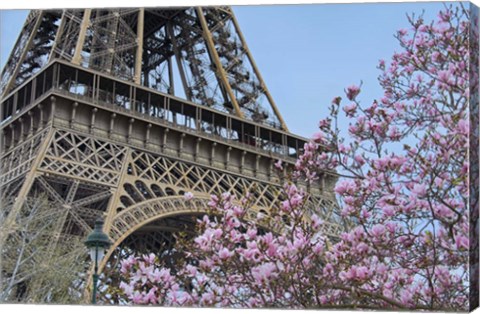 Framed Eiffel Tower with Pink Magnolia Print