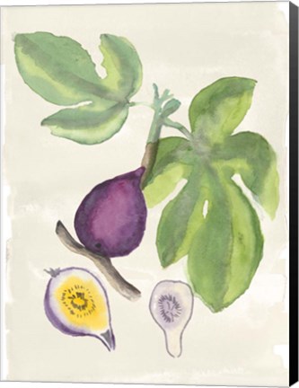 Framed Watercolor Fruit I Print