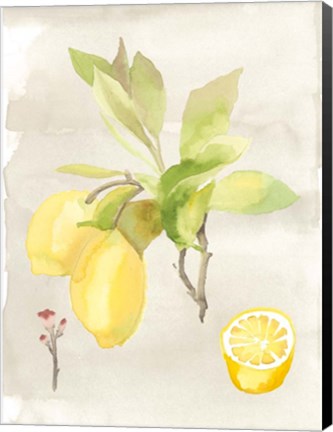 Framed Watercolor Fruit II Print