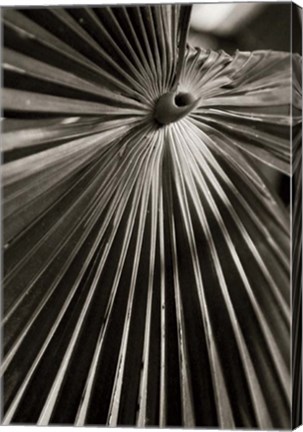 Framed Palm Frond I Print