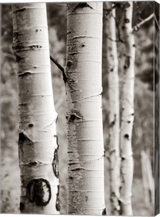 Framed Aspens I Print