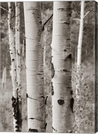 Framed Aspens II Print