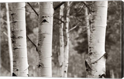 Framed Aspens  IV Print