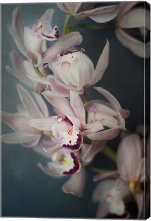 Framed Dark Orchid I Print