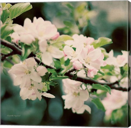 Framed Apple Blossoms I Print