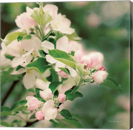 Framed Apple Blossoms II Print