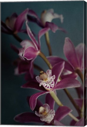 Framed Dark Orchid IV Print