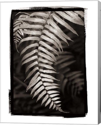 Framed Fern II Print