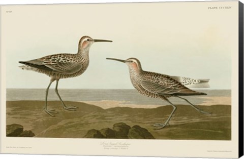 Framed Long-Legged Sandpiper Print