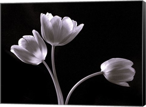 Framed Three Tulips Print