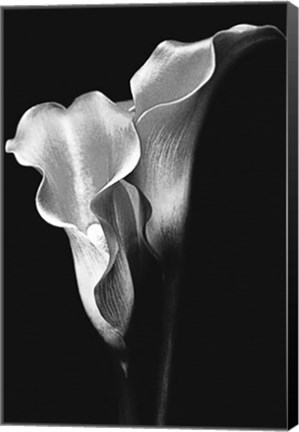 Framed Two Callas Print