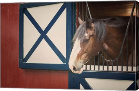 Framed Patriotic Pony I Print