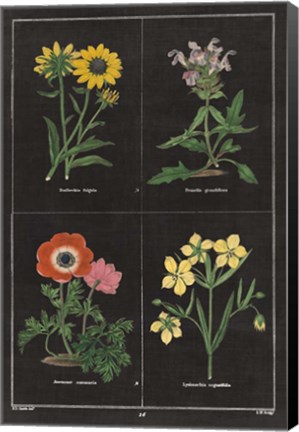 Framed Botanical on Black Chart II Print