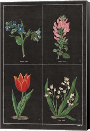 Framed Botanical on Black Chart III Print