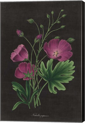 Framed Botanical on Black Chart XIII Print
