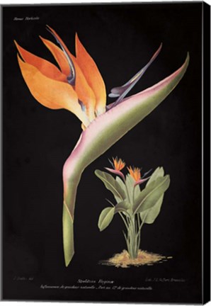 Framed Strelitzia Reginoe on Black Print