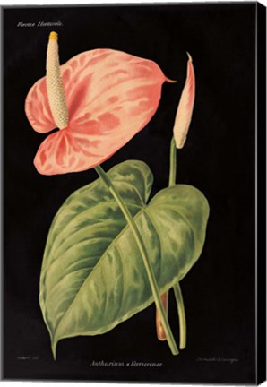 Framed Anthurium Ferrierense on Black Print