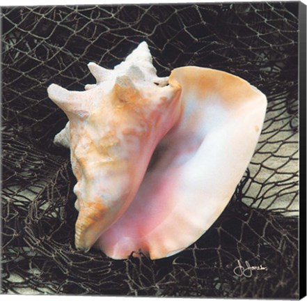 Framed Conch with Net Print