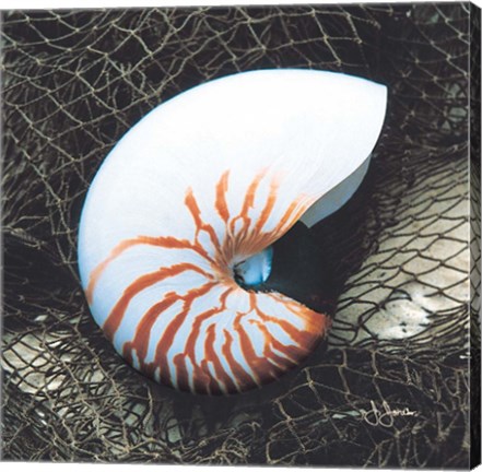 Framed Nautilus with Net Print