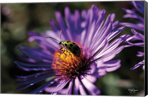 Framed Purple Flower Print