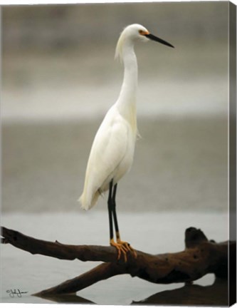 Framed Egret Print