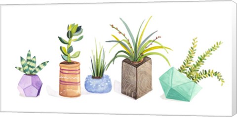 Framed Succulent Display I Print