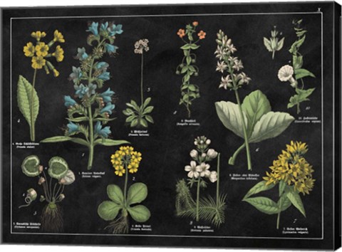 Framed Botanical Floral Chart I Black and White Print