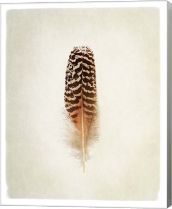 Framed Feather I Print