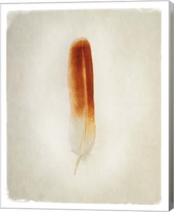 Framed Feather II Print