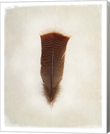 Framed Feather III Print