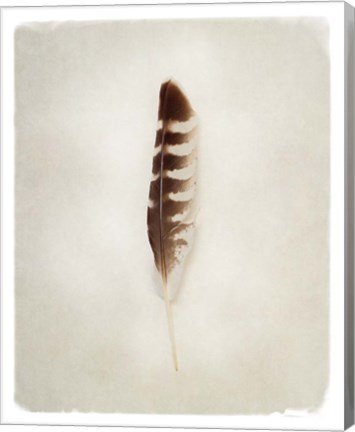 Framed Feather IV Print