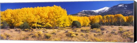 Framed Golden Aspen Trees, Colorado Print